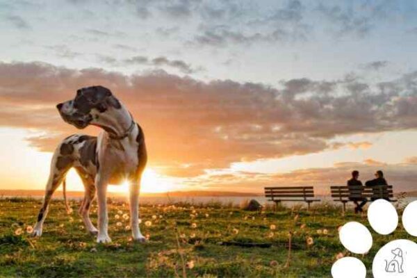 Maiores Cachorros Do Mundo Conhe A Ra As Gigantescas