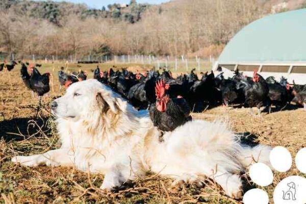 Maiores Cachorros Do Mundo Conhe A Ra As Gigantescas