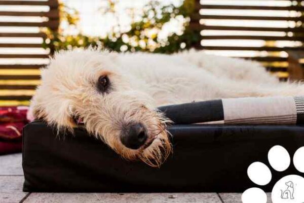 Maiores Cachorros Do Mundo Conhe A Ra As Gigantescas