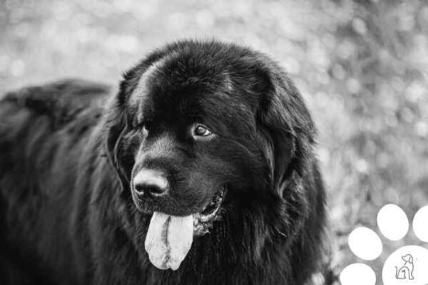 Maiores Cachorros Do Mundo Conhe A Ra As Gigantescas