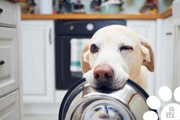 Alimentos Que Os Cachorros Podem Comer Op Es Saud Veis