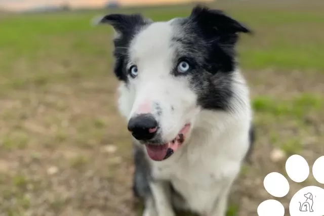 Border Collie from Anatomy of a Fall