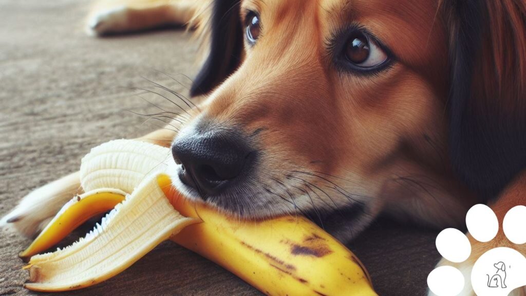 can dog eat bananas