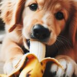 Can dogs eat bananas,Can dogs eat banana peels,Do bananas give dogs diarrhea,Do bananas help a dogs upset stomach,dog eat bananas