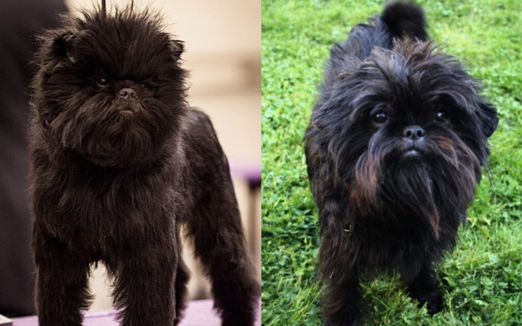 Affenpinscher