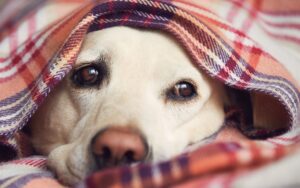 Como proteger o cachorro no inverno