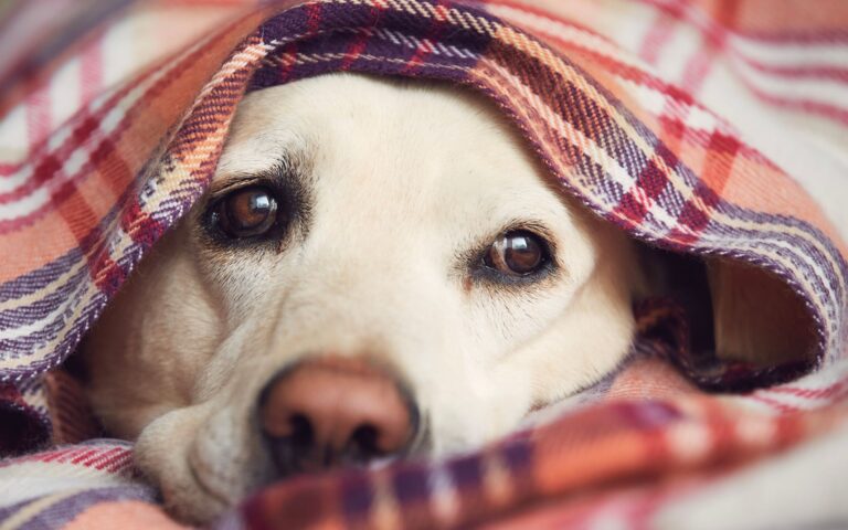 Como proteger o cachorro no inverno