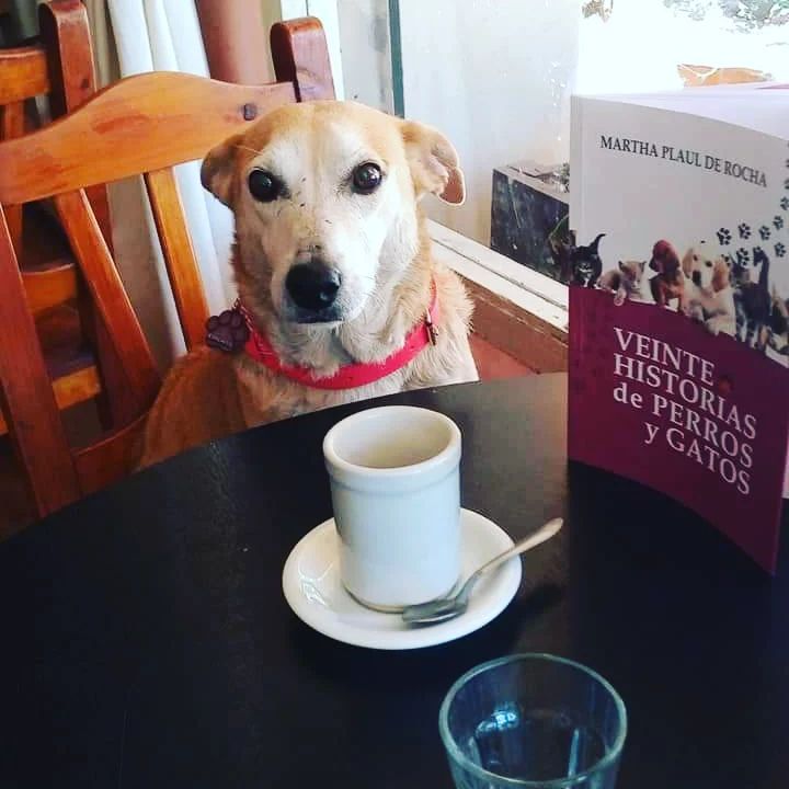 Conheça a história de Corchito: o cachorrinho que faz companhia aos clientes em um bar argentino