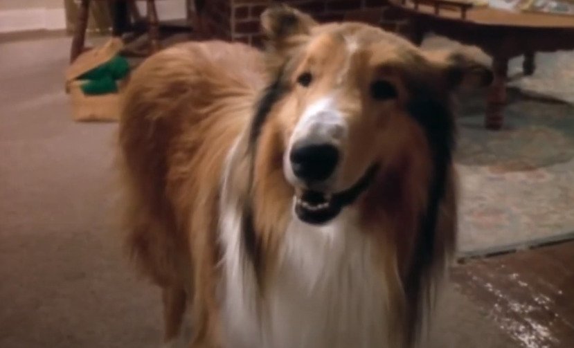 10 cachorros mais famosos da TV