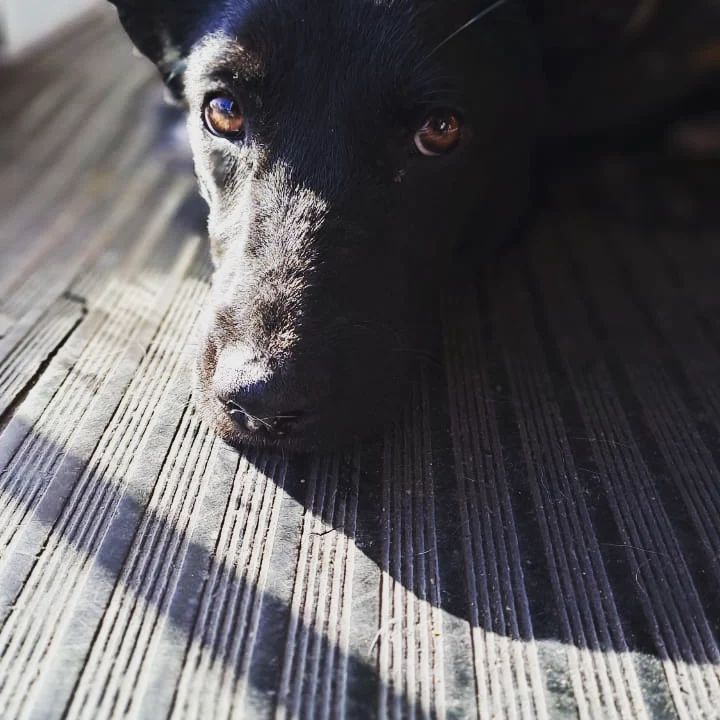 Conheça a história de Corchito: o cachorrinho que faz companhia aos clientes em um bar argentino