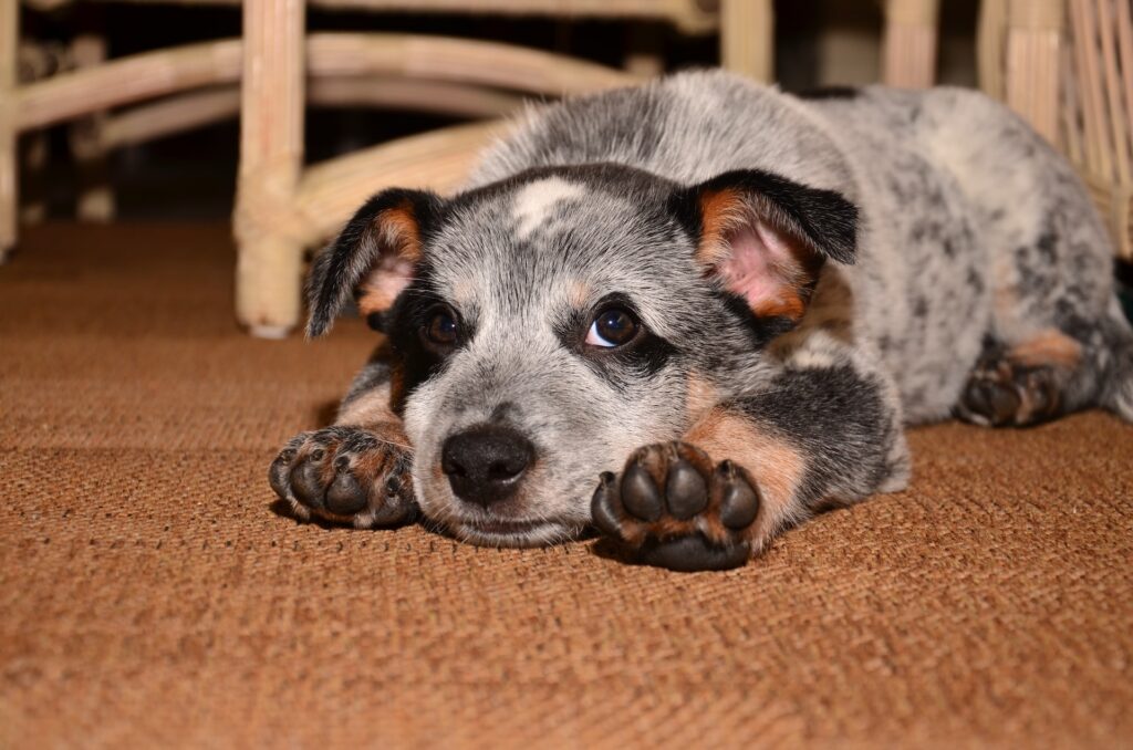 cachorro sozinho em casa