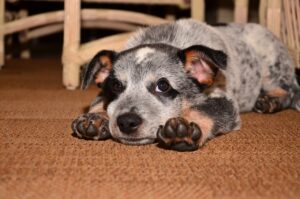 cachorro sozinho em casa