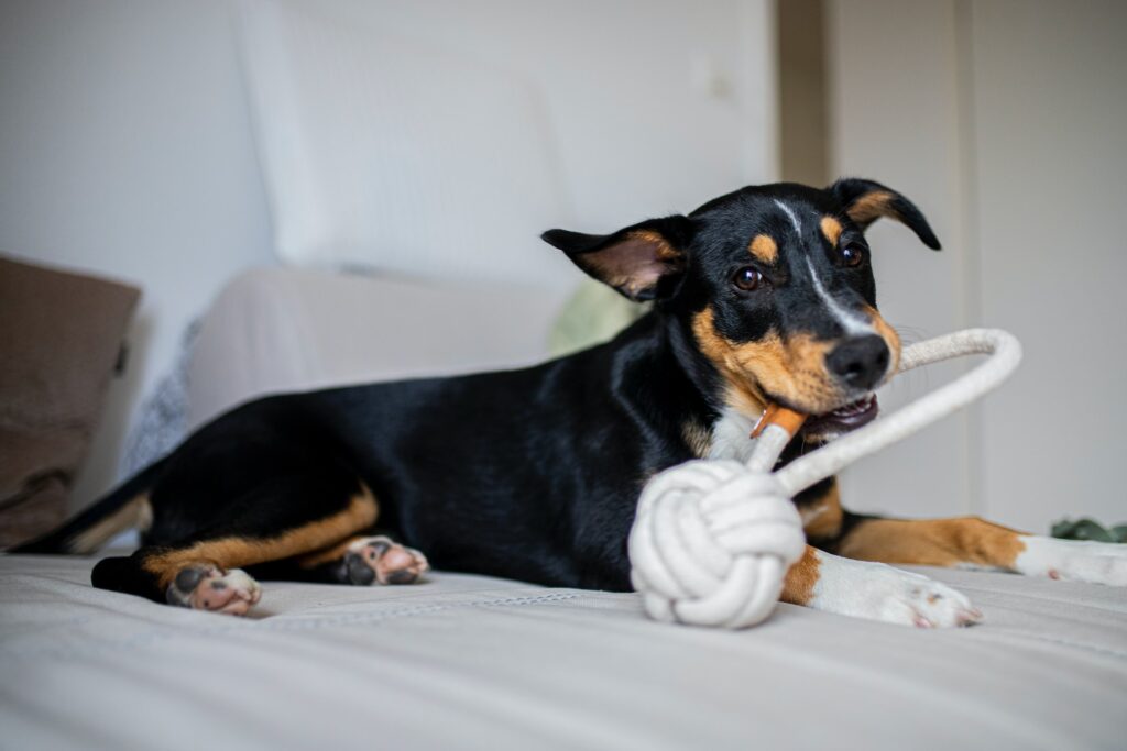 cachorro sozinho em casa