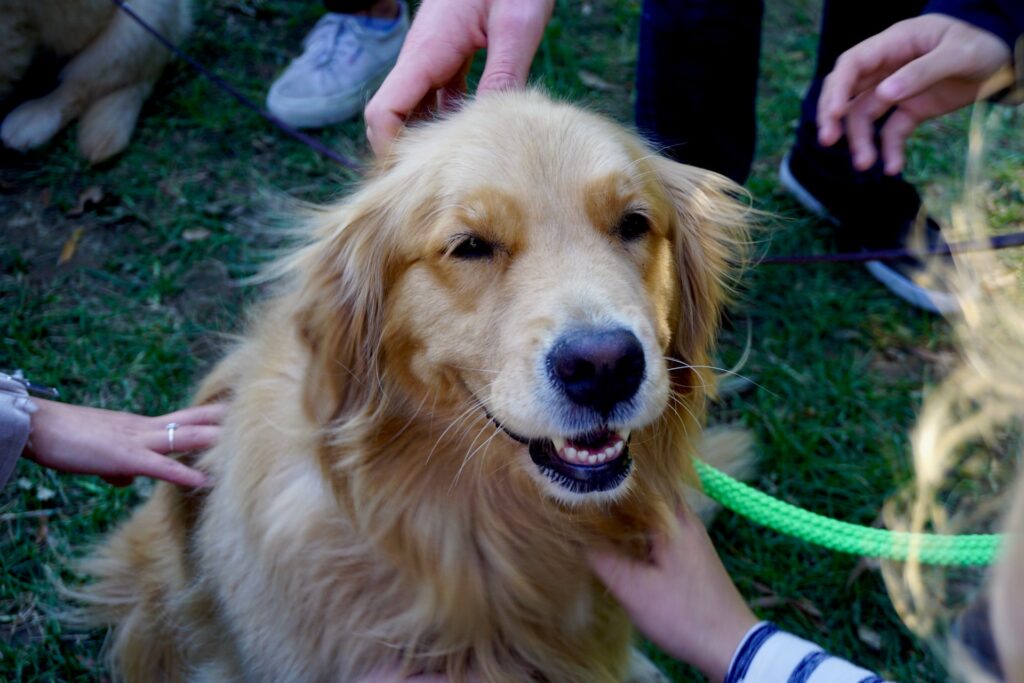 benefícios de ter cachorro