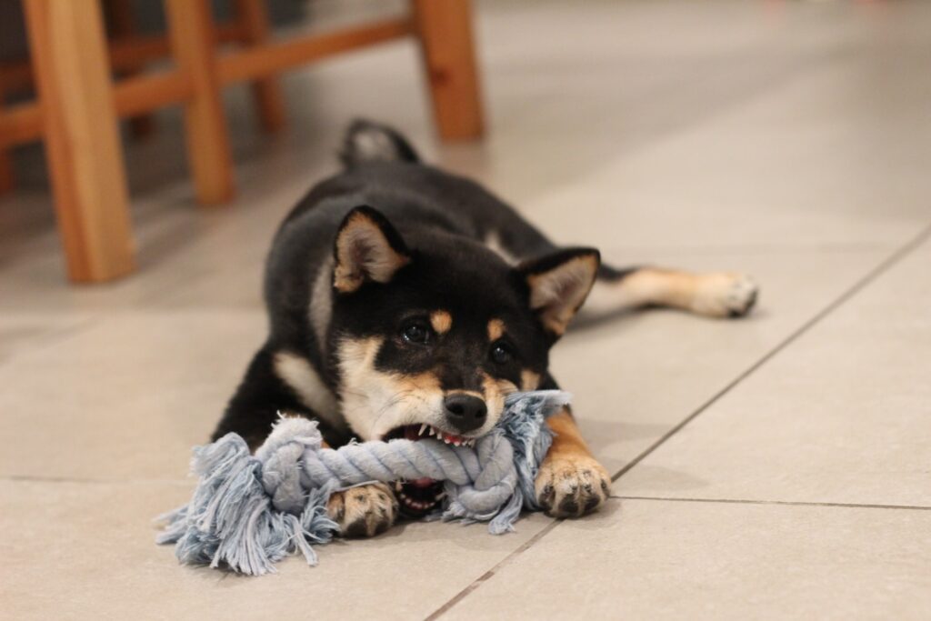 cachorro sozinho em casa