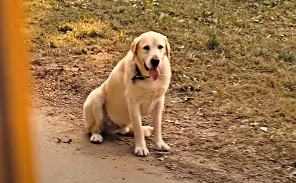 cachorros mais famosos da TV