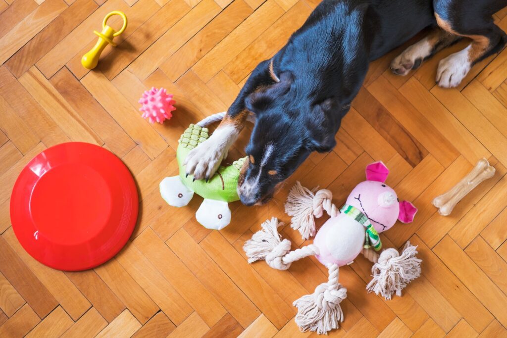 cachorro sozinho em casa