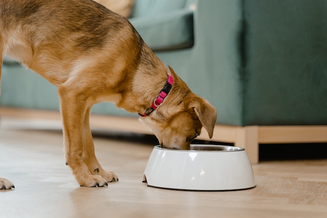 Como diminuir a queda de pelos do cachorro