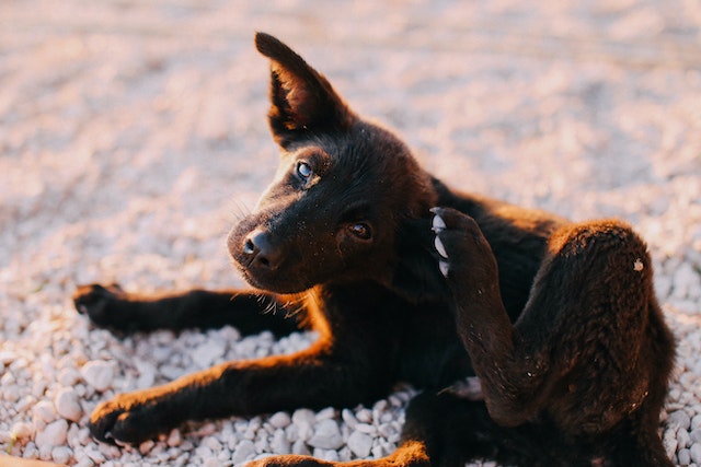 Tudo sobre alergias caninas