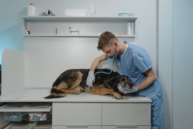 Saiba tudo sobre a raiva canina e quais são os 10 sintomas dessa doença