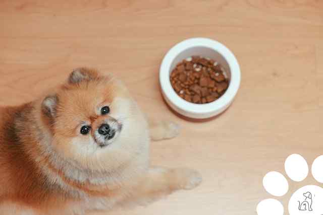 Dieta canina balanceada