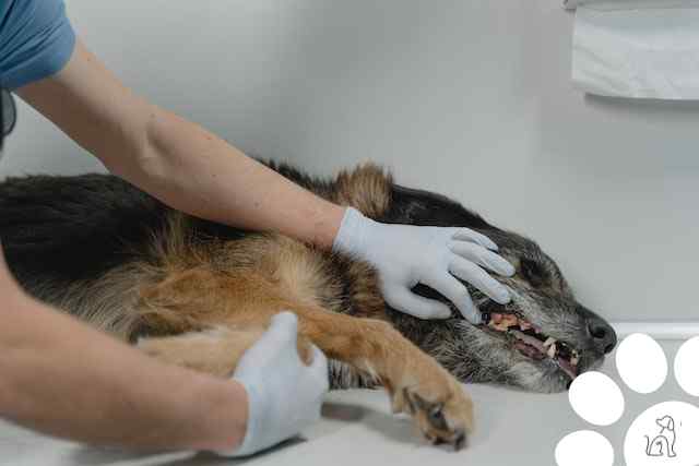 Check-up veterinário