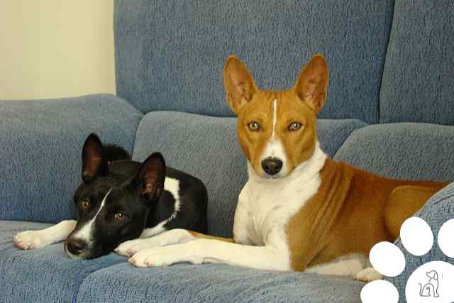 Basenji