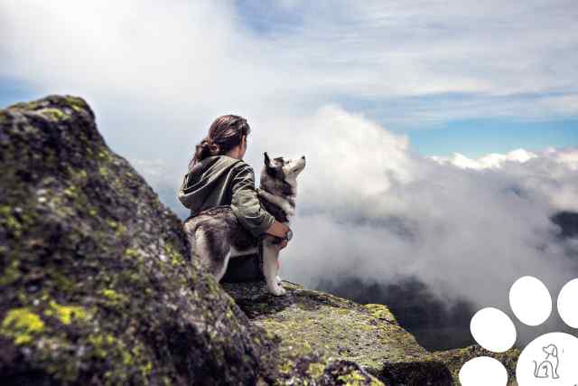 Dia internacional dos cachorros