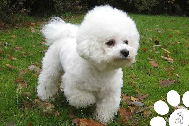 Bichon Frisé