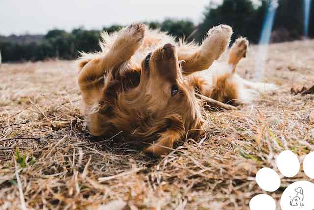 Cachorro é feliz