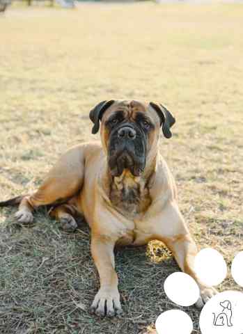 Bullmastiff 