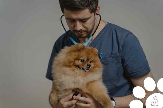 Check-up veterinário