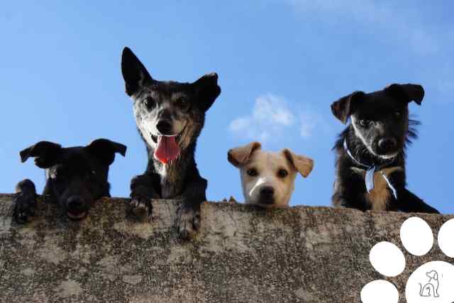 Dia internacional dos cachorros