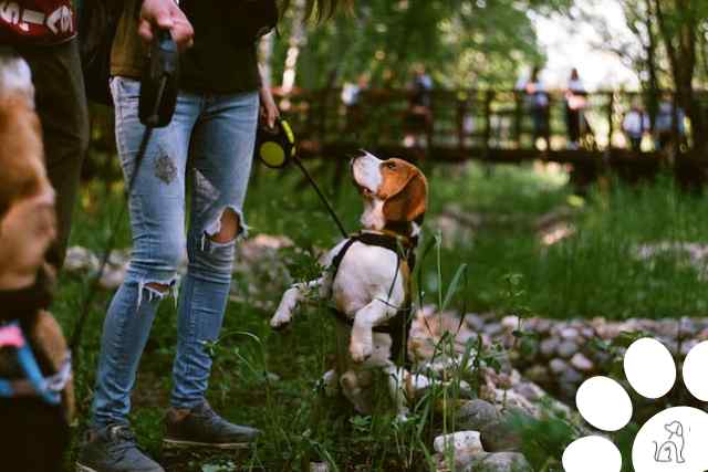 raça de cachorro perfeita