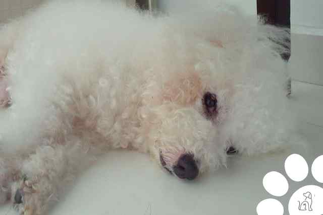 Bichon Frisé