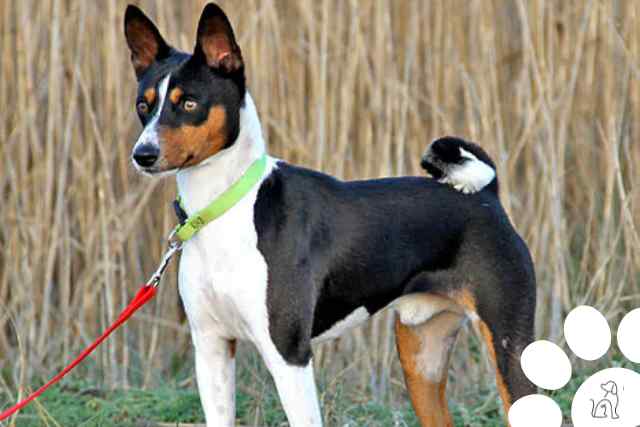 Basenji