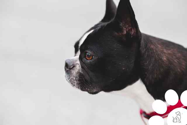 Boston Terrier