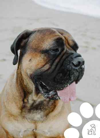 Bullmastiff 