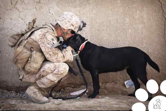 Dia internacional dos cachorros