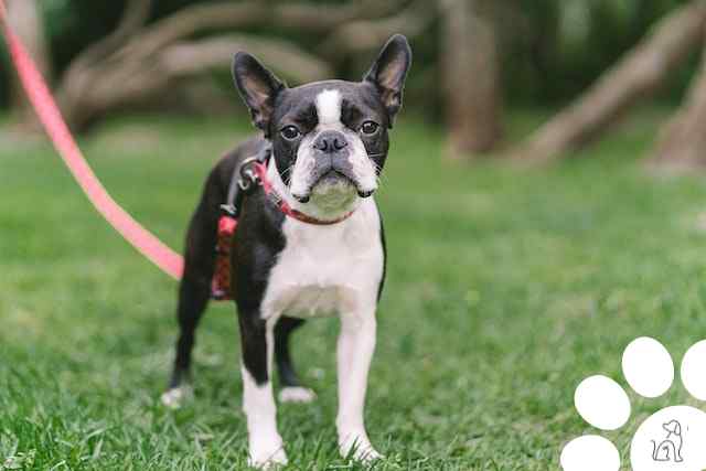 Boston Terrier