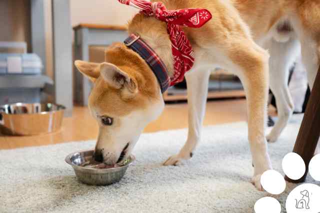 Dieta canina balanceada