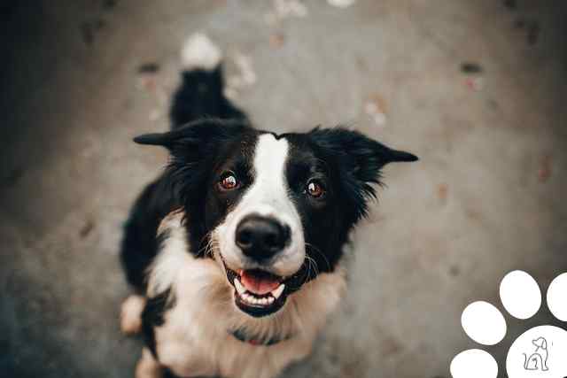 Dia internacional dos cachorros