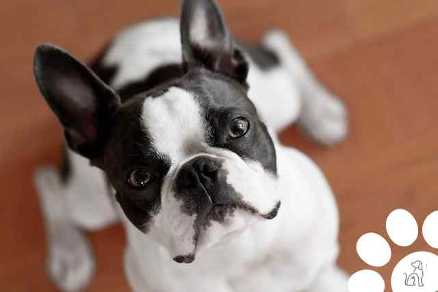 Boston Terrier