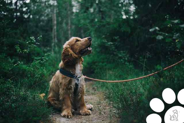 raça de cachorro perfeita