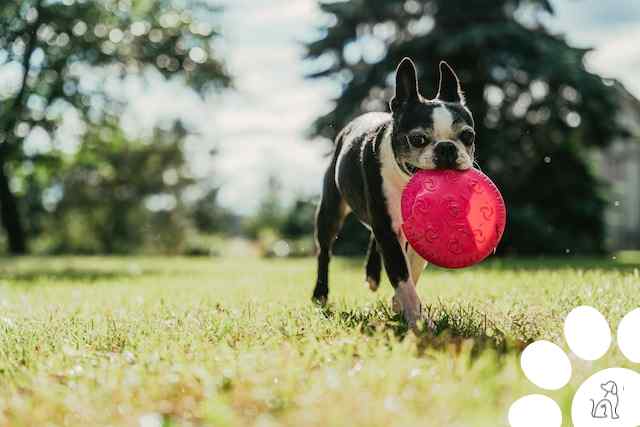 Boston Terrier