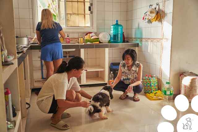 Alimentação para cachorro