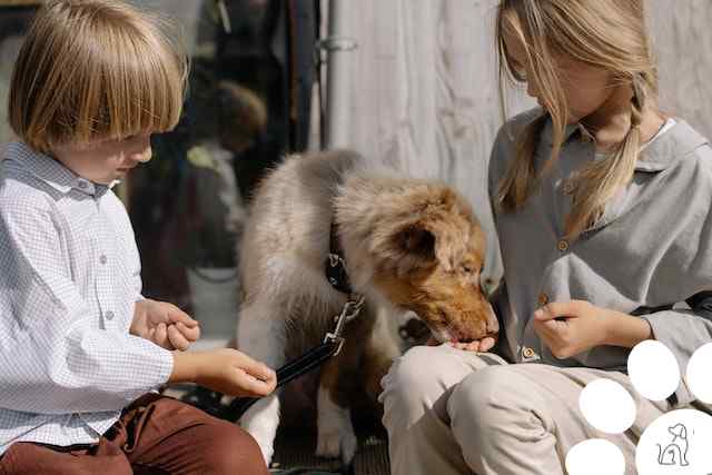 Alimentação para cachorro