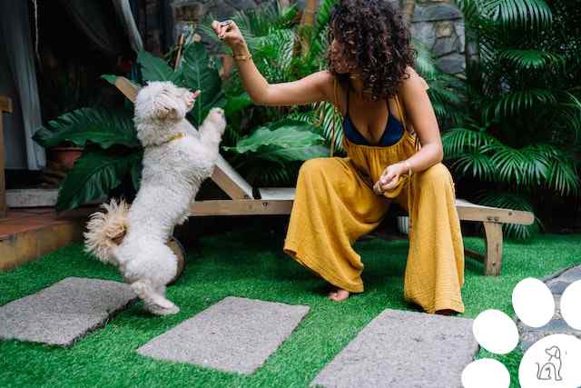 Alimentação para cachorro