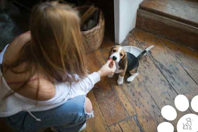 Alimentação para cachorro