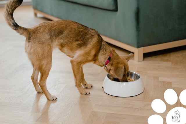 Alimentação para cachorro